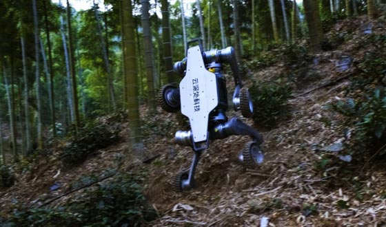 金年汇山猫